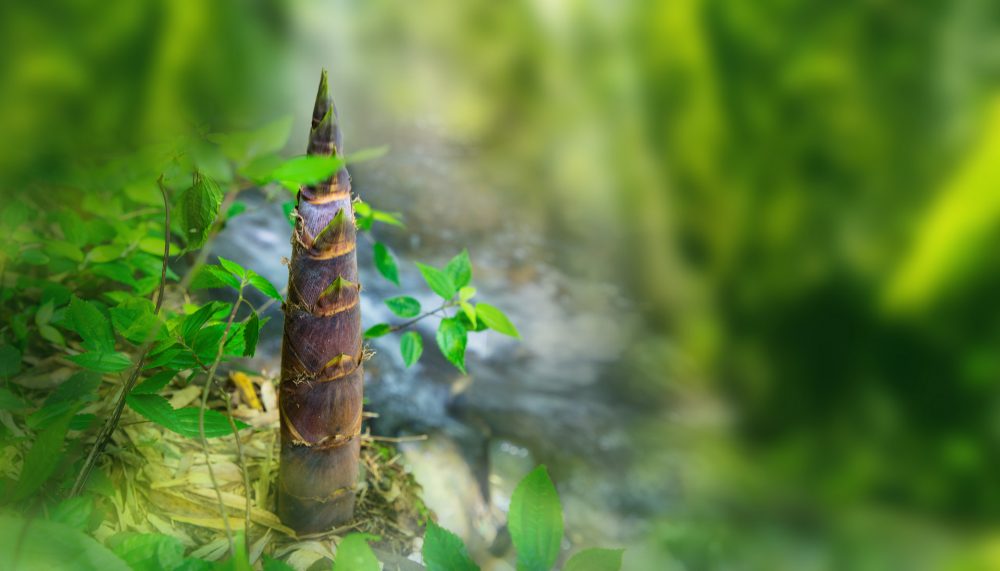 金旭教(jiào)育|孩(hái)子成(chéng)長最關(guān)鍵(jiàn)在于感受到生(shēng)命的上升